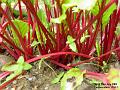 2003-0731Beetroot